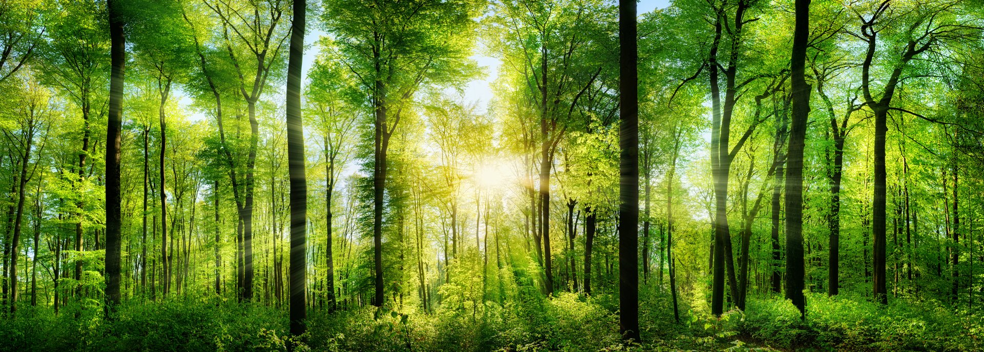 Green forest of trees photograph.